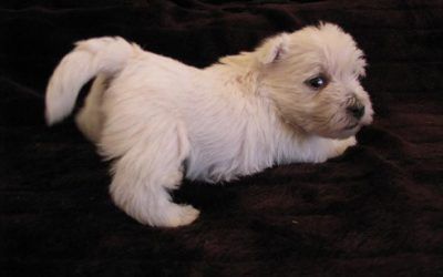 Cachorros nacidos en casa