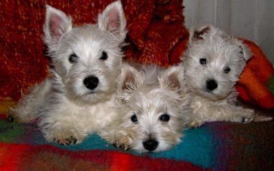Cachorros